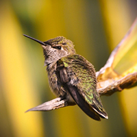 Flora and Fauna